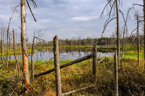 Reflejos Troncos Árboles Muertos Aguas Pantanosas Atardecer Zonas Pantanosas Con — Foto de Stock