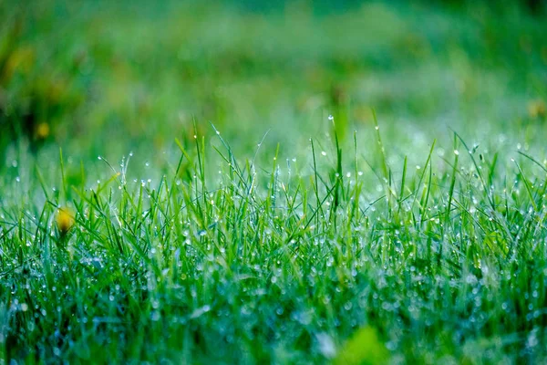 Matin Gouttes Rosée Dans Prairie Herbe Verte Automne Avec Une — Photo