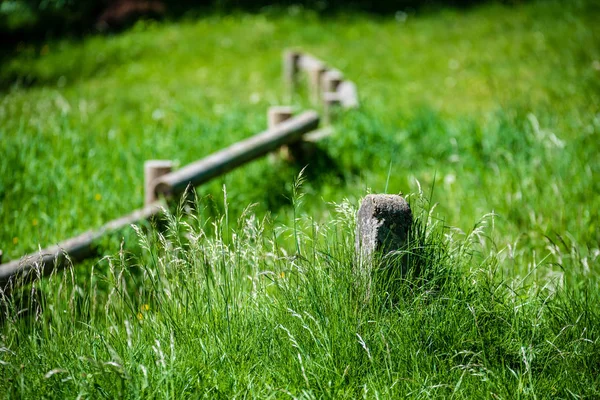 Herbe Verte Été Lumière Soleil Vive — Photo