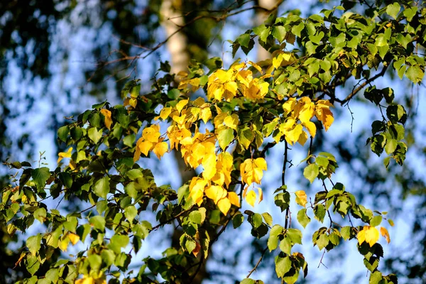 Abedules Con Hojas Amarillas Verdes Parque Otoño Con Fondo Borroso —  Fotos de Stock