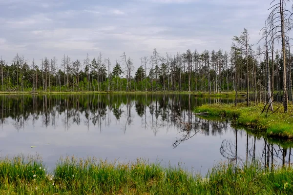 ölü ağaç gövdeleri bataklık su bataklık alanda sonbahar renkli ağaçlar ve bitki örtüsü ile yansımaları gün batımında