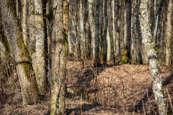 Alte Straße Wald Mit Braunen Blättern Und Dem Ersten Laub — Stockfoto