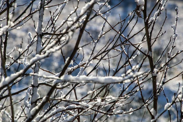 Fagyasztott Növényzet Télen Életlenítés Háttér Textúra Sza Levelek Ágak Hideg — Stock Fotó