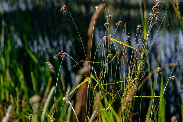 Hierba Agua Verano Sobre Fondo Borroso Orilla Del Lago —  Fotos de Stock