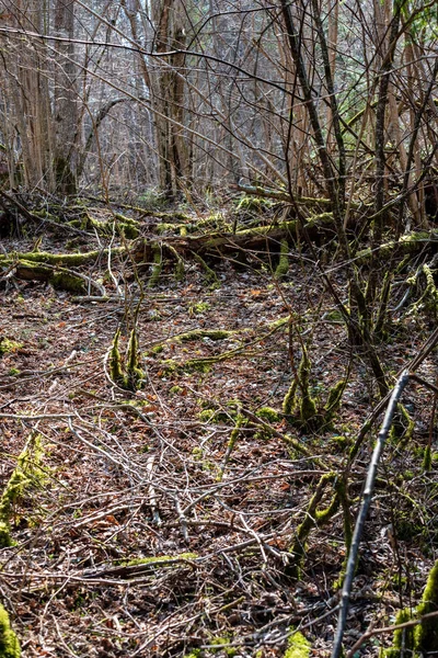 Gamla Vägen Skogen Med Bruna Blad Och Första Bladverk Växer — Stockfoto