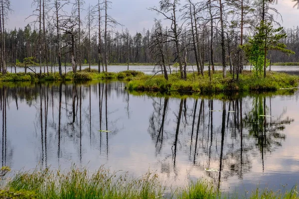 Reflejos Troncos Árboles Muertos Aguas Pantanosas Atardecer Zonas Pantanosas Con — Foto de Stock