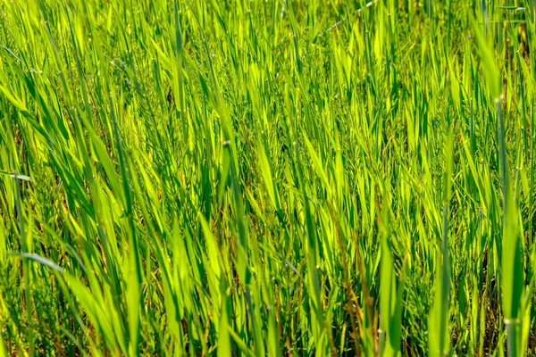 Green Grass Summer Bright Sunlight — Stock Photo, Image
