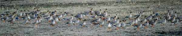 Stor Flock Gåsen Insamling Fältet Att Flyga Söderut Flyttfåglar Lettland — Stockfoto