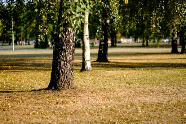 Birch Trees Yellow Green Leaves Autumn Park Blur Background Winter — Stock Photo, Image