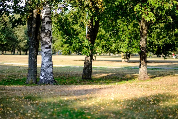 Birch Trees Yellow Green Leaves Autumn Park Blur Background Winter — Stock Photo, Image