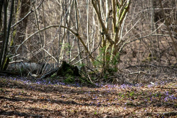 Liverleaf Bloemen Hepatica Nobilis Het Voorjaar Bos Bed Een Achtergrond — Stockfoto