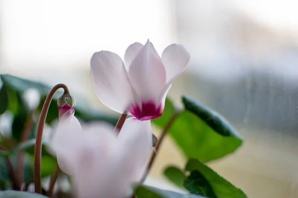 Rote Blumen Fenster Einem Raum Mit Verschwommenem Hintergrund Nahaufnahme Mit — Stockfoto