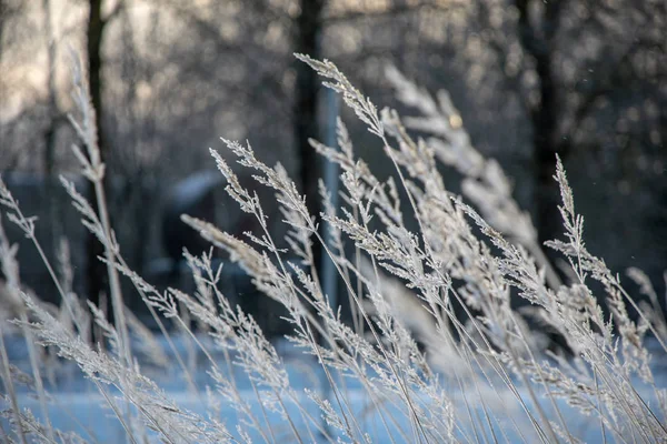 Vegetação Congelada Inverno Borrão Textura Fundo Fron Folhas Ramos Frio — Fotografia de Stock