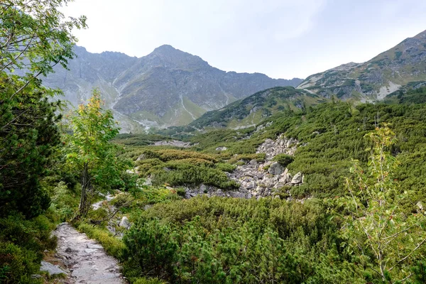 Wandelpad Tatra Bergen Van Slowakije Weergave Van Berg Nazomer Voor — Stockfoto