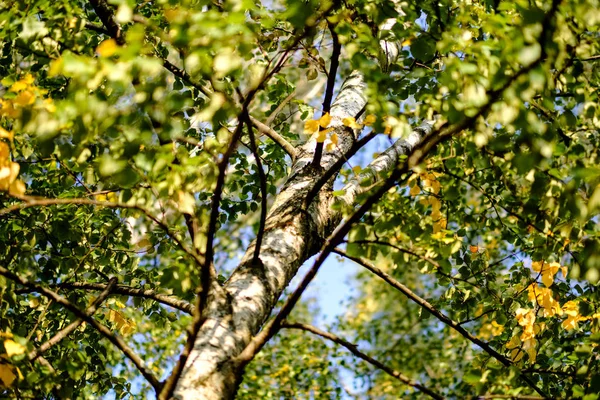 冬の前にぼかしの背景を持つ秋の公園で黄色と緑の葉が付いている木をバーチします — ストック写真