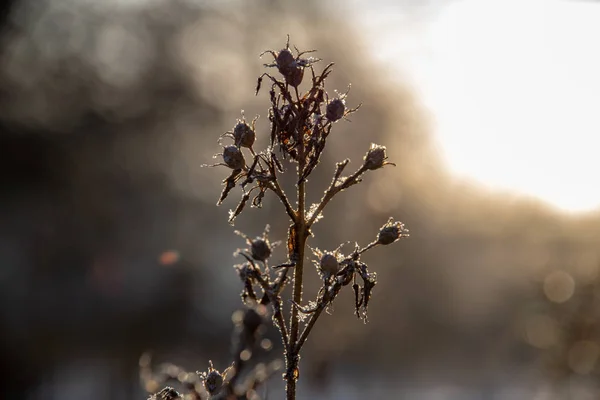 Gefrorene Vegetation Winter Auf Verschwommener Hintergrundstruktur Von Blättern Und Zweigen — Stockfoto