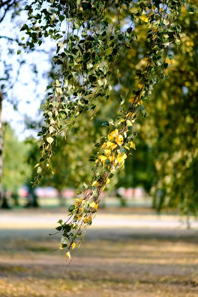 Bétulas Com Folhas Amarelas Verdes Parque Outono Com Fundo Borrão — Fotografia de Stock