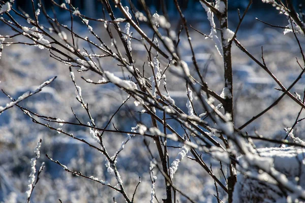 Végétation Gelée Hiver Sur Fond Flou Texture Fron Feuilles Branches — Photo