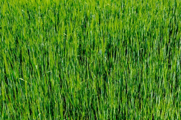 Hierba Verde Verano Luz Del Sol Brillante —  Fotos de Stock