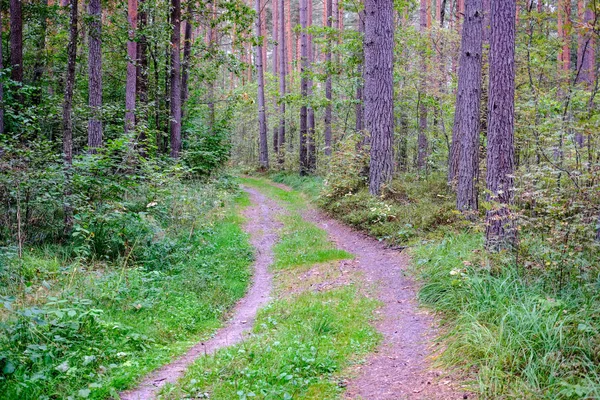 Sendero Senderismo Bosque Verde Bosque Verano Con Luz Solar — Foto de Stock