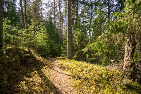 Viejo Camino Bosque Con Primer Follaje Que Crece Día Soleado —  Fotos de Stock