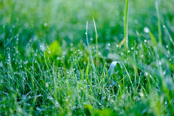 Matin Gouttes Rosée Dans Prairie Herbe Verte Automne Avec Une — Photo