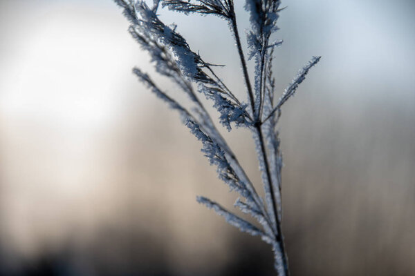 frozen vegetation in winter on blur background texture fron leaves and branches in cold. abstract