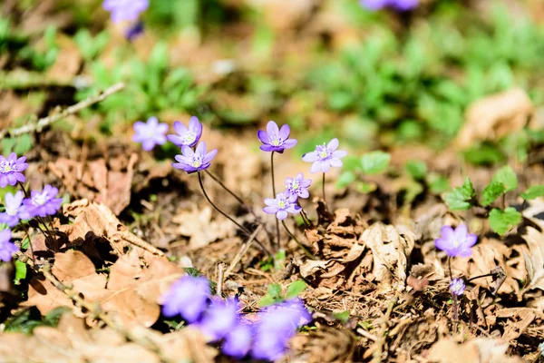 Flores Folha Fígado Hepatica Nobilis Cama Floresta Primavera Fundo Folhas — Fotografia de Stock