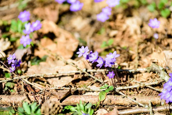 Blåsippa Blommor Hepatica Nobilis Vår Skog Säng Bakgrund Gamla Blad — Stockfoto