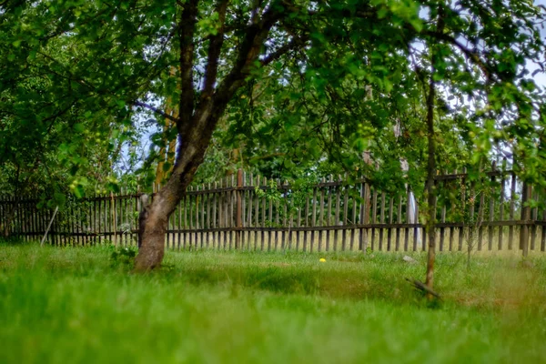 Old Wooden Fence Garden Countryside Morning Light Green Foliage Summer — Stock Photo, Image