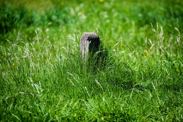 Zelené Trávy Létě Jasného Slunečního Světla — Stock fotografie