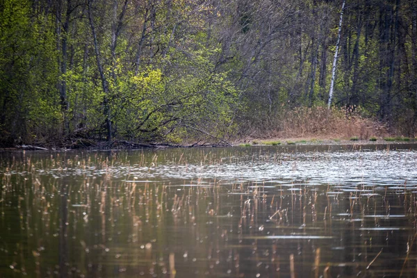 Margem Lago Com Grama Árvores Cena Campestre Primavera Dia Claro — Fotografia de Stock