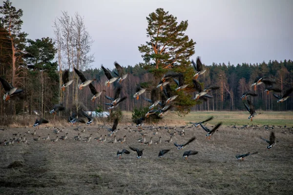 Duże Stado Gęsi Pole Aby Latać Południe Ptaki Wędrowne Łotwie — Zdjęcie stockowe