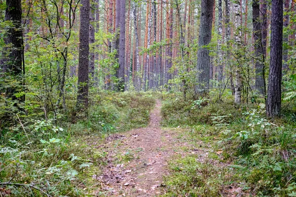 Wanderweg Wald Grünen Sommerwald Mit Sonnenlicht — Stockfoto