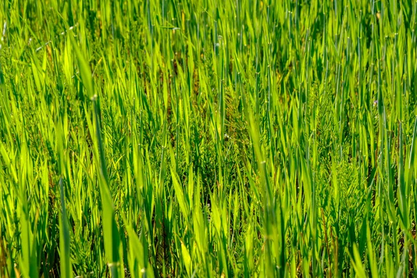 Зеленая Трава Летом Яркий Солнечный Свет — стоковое фото