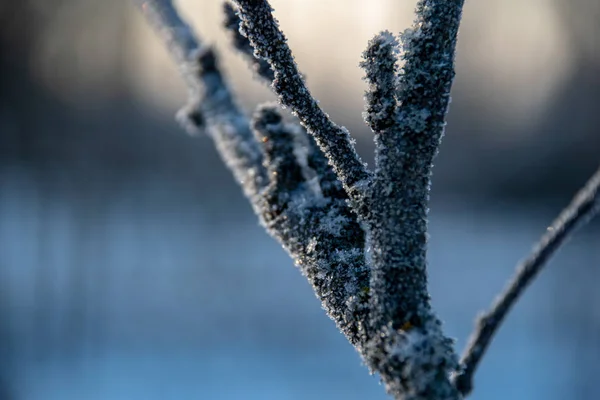 Vegetación Congelada Invierno Sobre Fondo Borroso Textura Fron Hojas Ramas —  Fotos de Stock