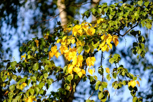 Bétulas Com Folhas Amarelas Verdes Parque Outono Com Fundo Borrão — Fotografia de Stock