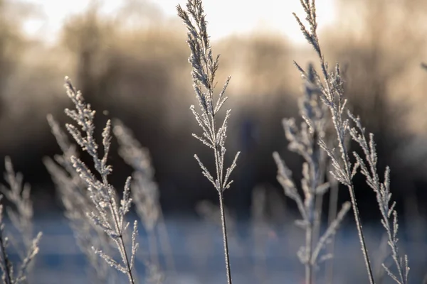 Frysta Vegetation Vintern Oskärpa Bakgrund Textur Fron Blad Och Grenar — Stockfoto