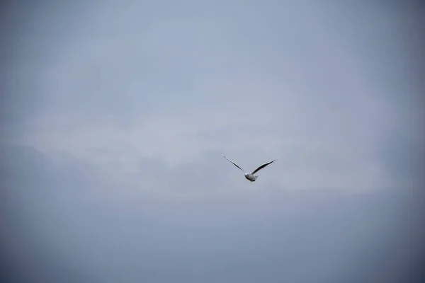 Uccello Che Vola Nel Cielo Inverno Freddo Scena Illuminata Dal — Foto Stock