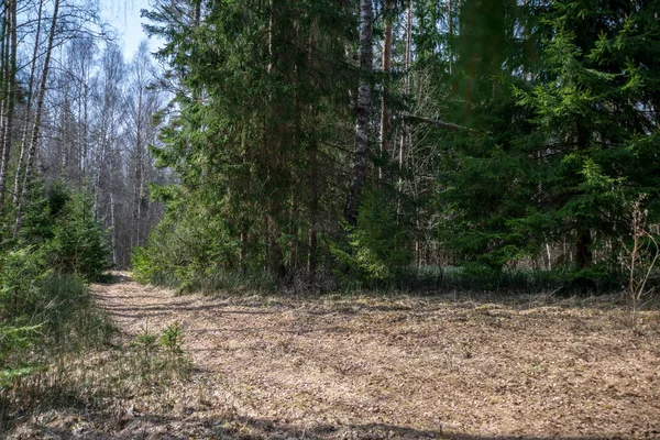 Old Road Forest First Foliage Growing Spring Sunny Day — Stock Photo, Image