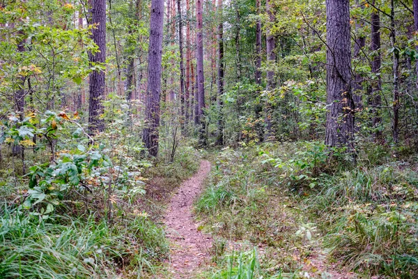 Trilha Caminhadas Floresta Verde Floresta Verão Com Luz Solar — Fotografia de Stock