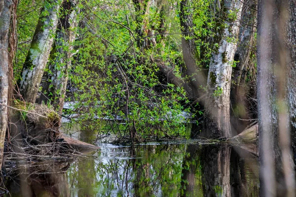 Břehu Jezera Trávou Stromy Krajině Scéně Jarní Slunečno — Stock fotografie