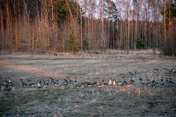 南に飛行するフィールドで収集のガチョウの大群 ラトビアの渡り鳥 ガチョウはガンカモ科の水鳥 — ストック写真