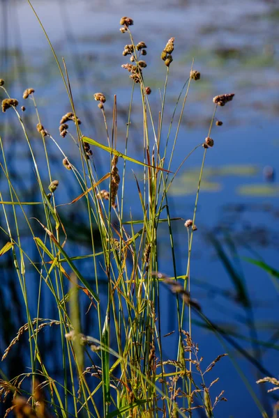 Hierba Agua Verano Sobre Fondo Borroso Orilla Del Lago —  Fotos de Stock