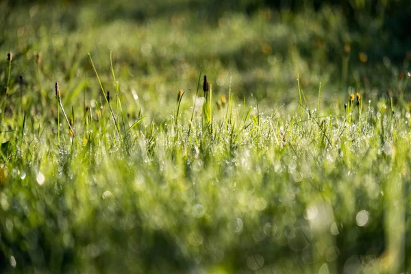 Mattina Gocce Rugiada Prato Erba Verde Autunno Con Bella Luce — Foto Stock