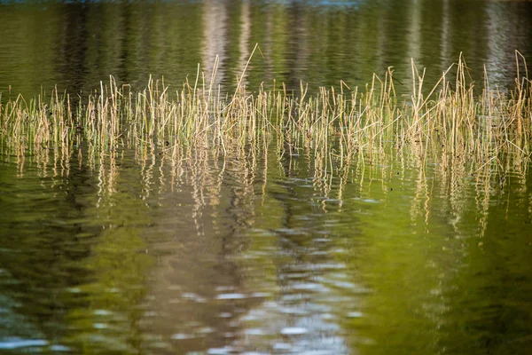 晴朗的白天在湖中生长的草 — 图库照片