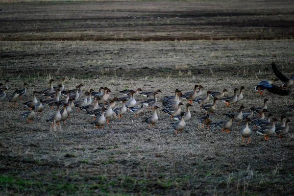 Gran Bandada Ganso Reuniéndose Campo Para Volar Hacia Sur Aves —  Fotos de Stock