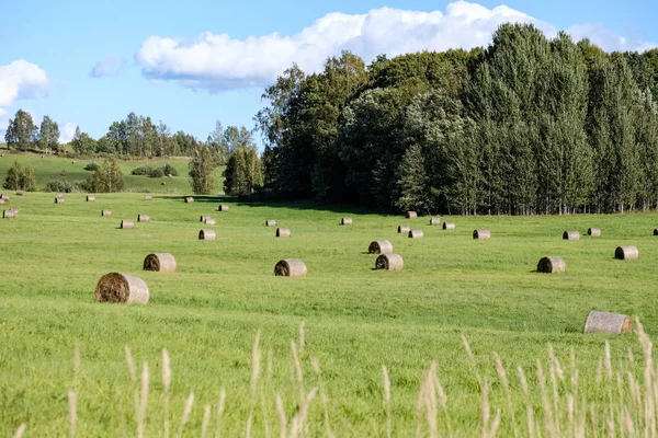 Rolls Hay Laying Distant Field Countryside Green Grass Meadow Forest — Stock Photo, Image