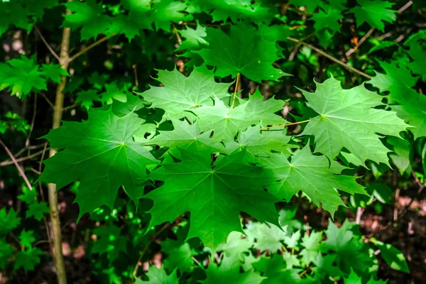 Folhas Verdes Ramos Verão Luz Solar Brilhante — Fotografia de Stock