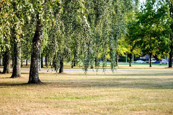 冬の前にぼかしの背景を持つ秋の公園で黄色と緑の葉が付いている木をバーチします — ストック写真